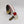 C Collection Deerskin Belt - Bone/Red