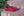 Corrente Slip-On Loafer Rose