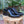 Patent Leather Lace-Up Oxford Black
