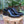 Load image into Gallery viewer, Patent Leather Lace-Up Oxford Black
