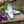 Calfskin Slip-On Tasseled Loafer Purple