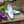 Load image into Gallery viewer, Calfskin Slip-On Tasseled Loafer Purple

